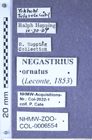 Etikette zu Negastrius ornatus (LeConte, 1853) (NHMW-ZOO-COL-0006554)